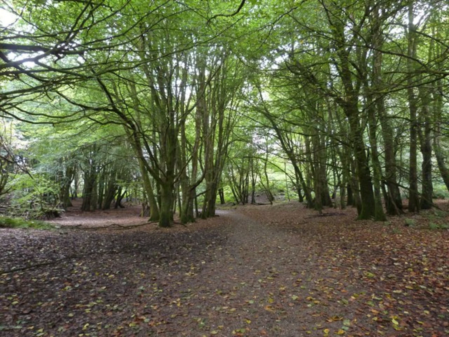 An image depicting the trail Dinefwr Park Wildlife Walk - Carmarthenshire and its surrounding area.