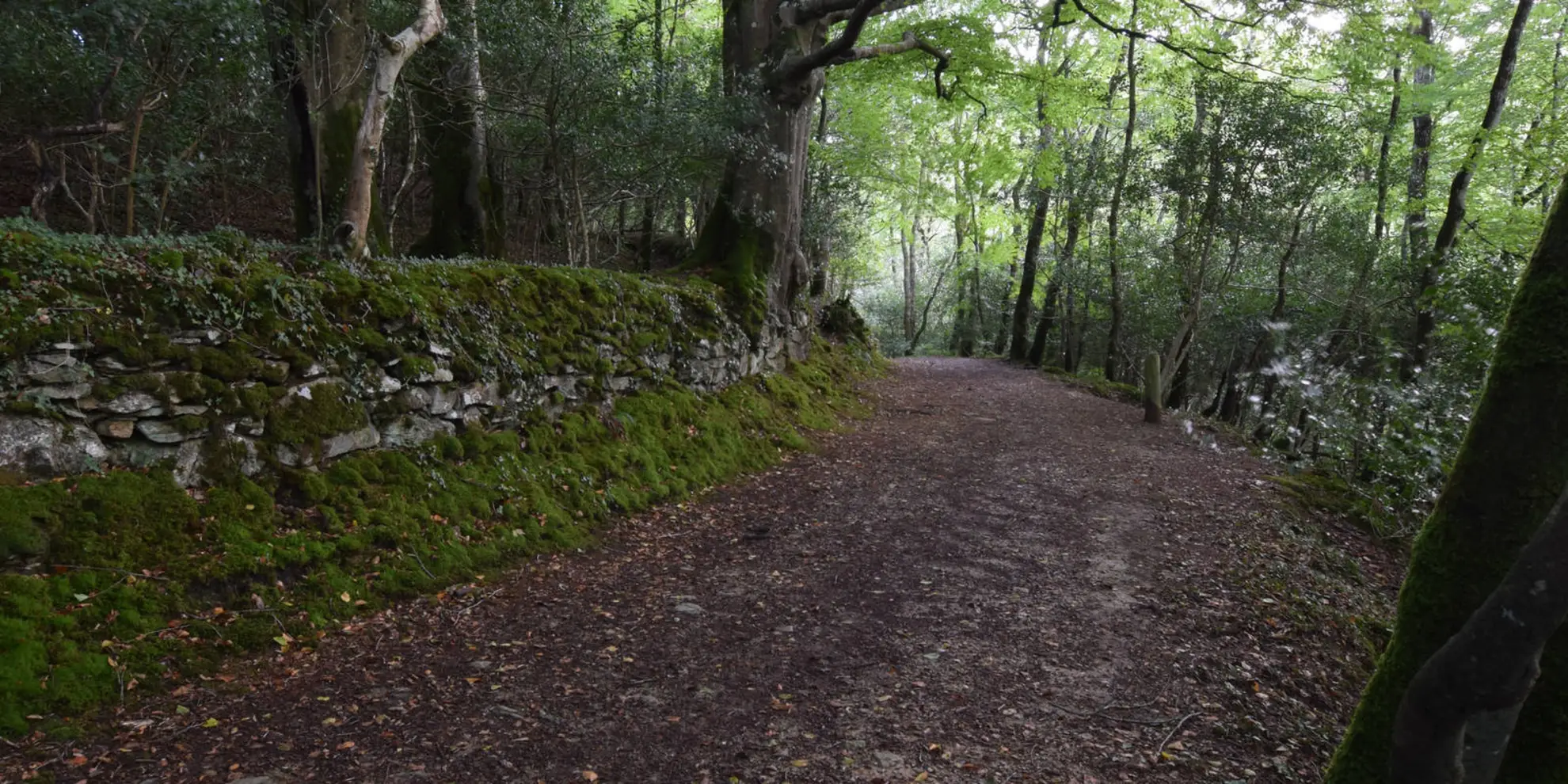 An image depicting the trail Looe - Talland and the Giant's Hedge Walk and its surrounding area.