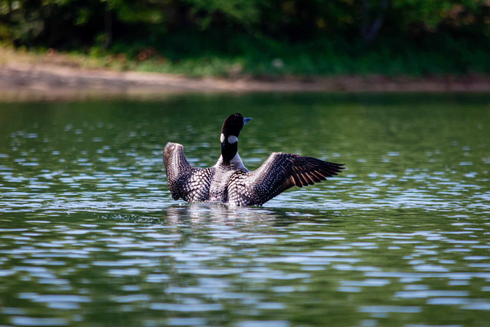 An image depicting the trail Colwell Lake Trail and its surrounding area.