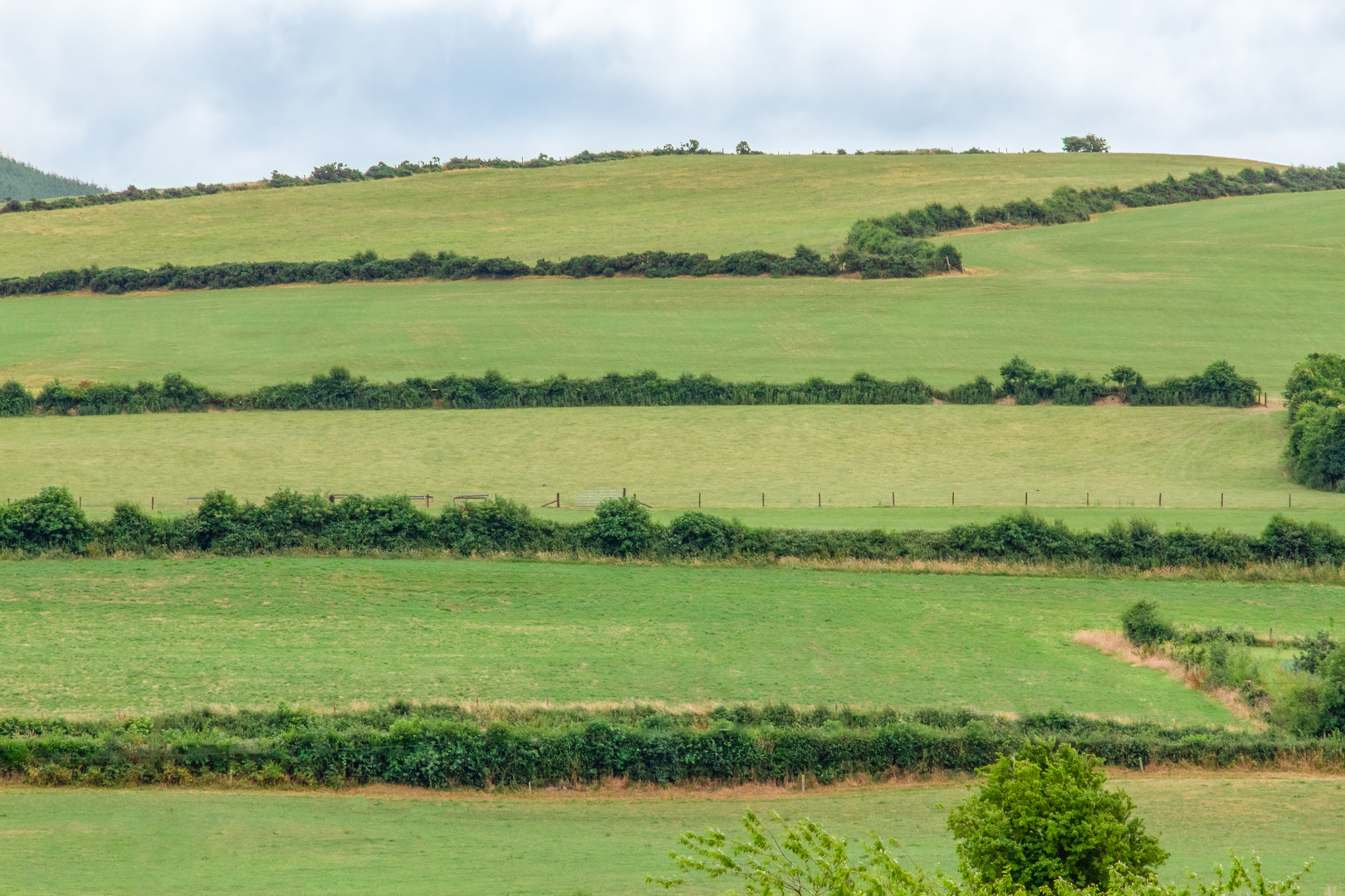 An image depicting the trail Moneygall Rock of Loyer Loop and its surrounding area.