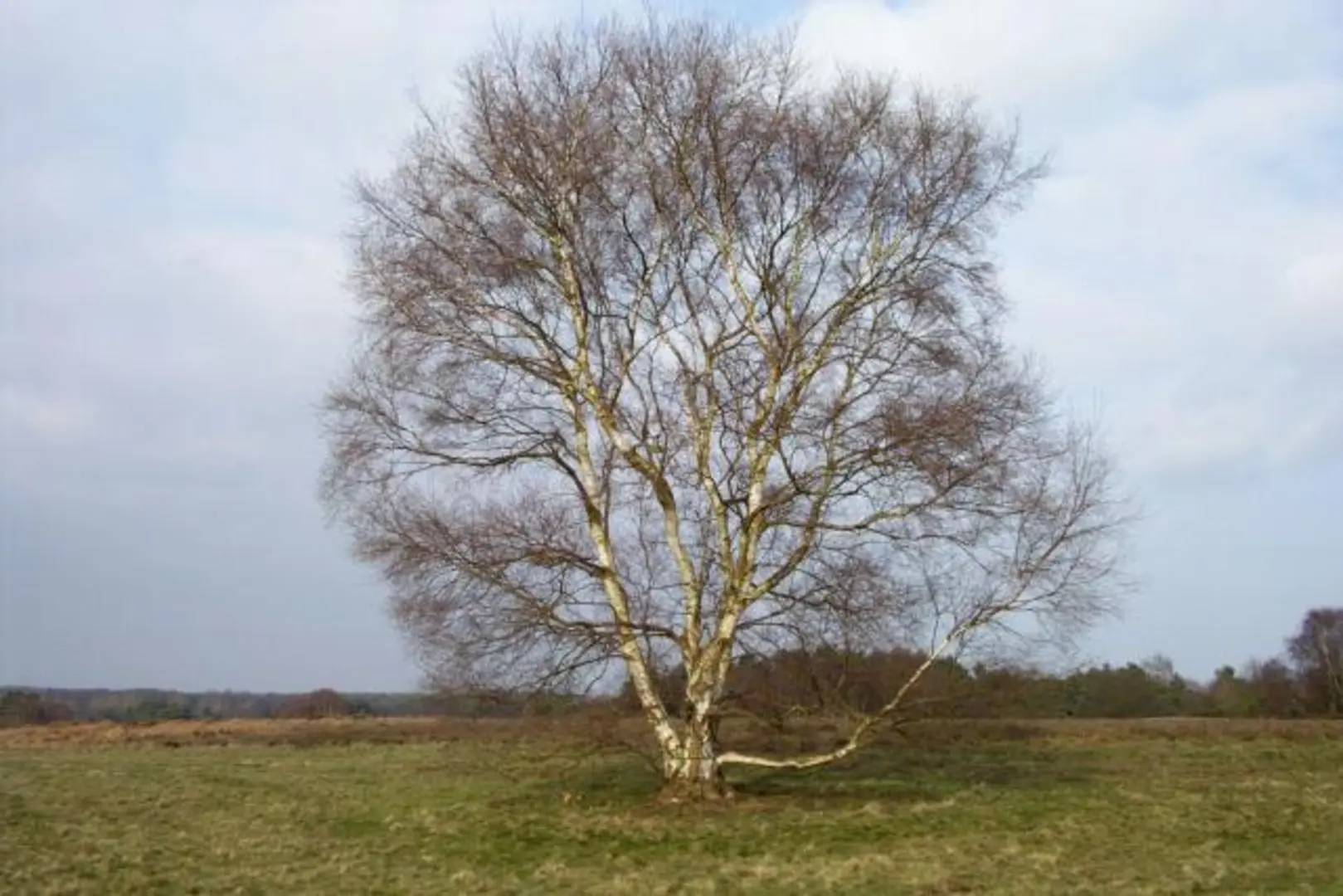 An image depicting the trail Knettishall Heath Nature Reserve Loop and its surrounding area.