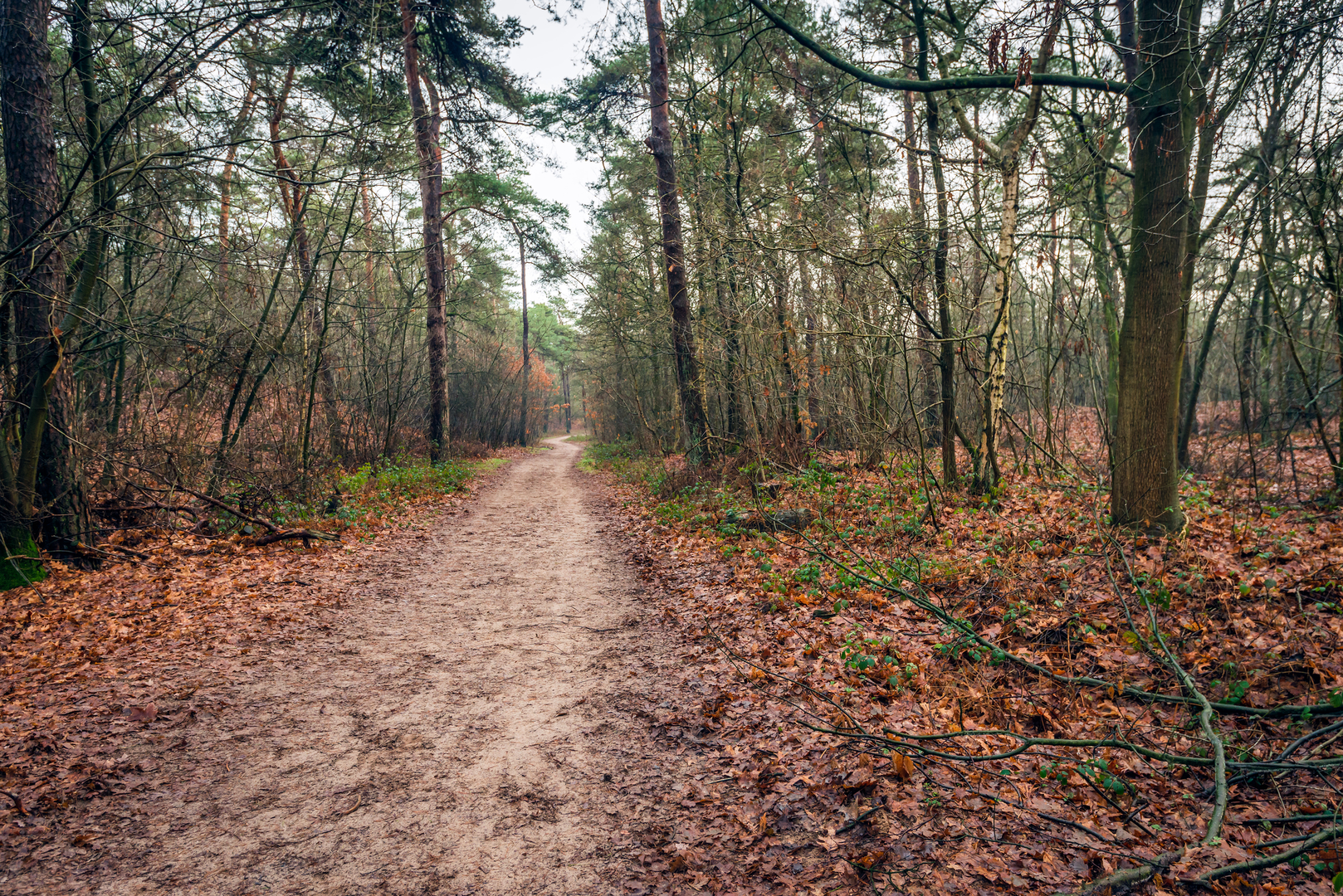 An image depicting the trail Schapenpark and Heerenleegte Loop in Boswachterij Odoorn and its surrounding area.