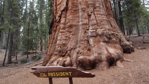 An image depicting the trail Trail of the Sequoias and its surrounding area.