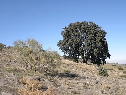 An image depicting the trail The Millenary Holm Oaks of Serón PR A 319 and its surrounding area.