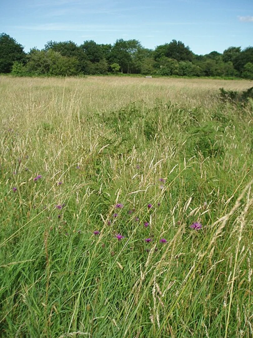 An image depicting the trail Denbury Wood Loop and its surrounding area.