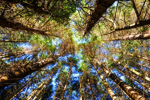 Moore Abbey Woods - Count John McCormack Way