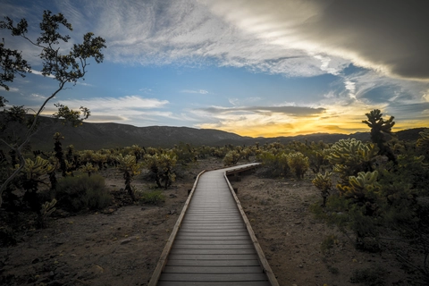 An image depicting the trail Cholla Cactus Garden Trail and its surrounding area.