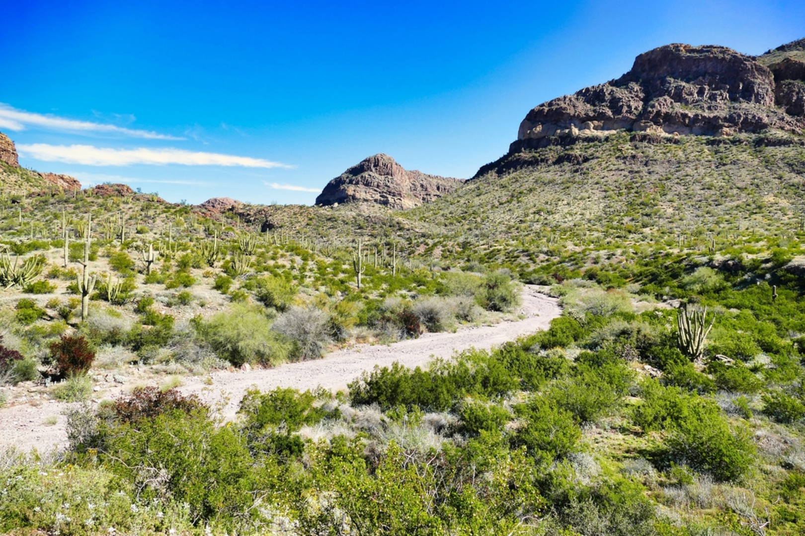 An image depicting the trail Ajo Mountain Drive and its surrounding area.