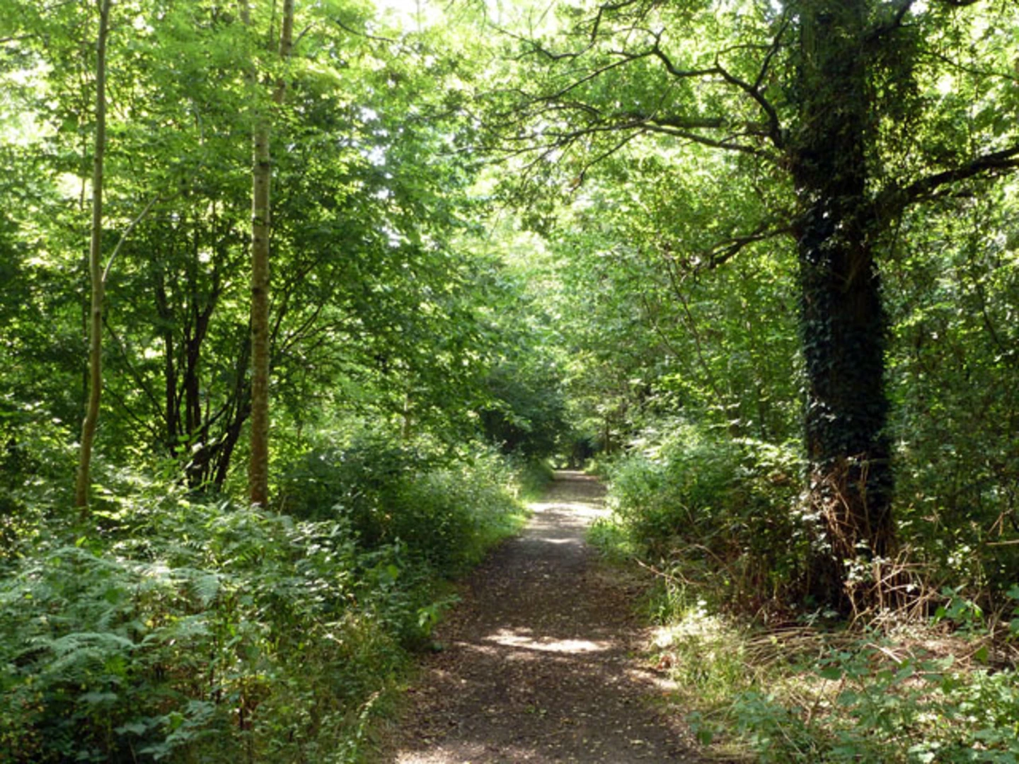 An image depicting the trail Stansted Forest and Stansted Maze Loop and its surrounding area.