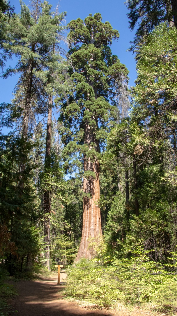 An image depicting the trail Bull Buck Tree Loop Trail and its surrounding area.