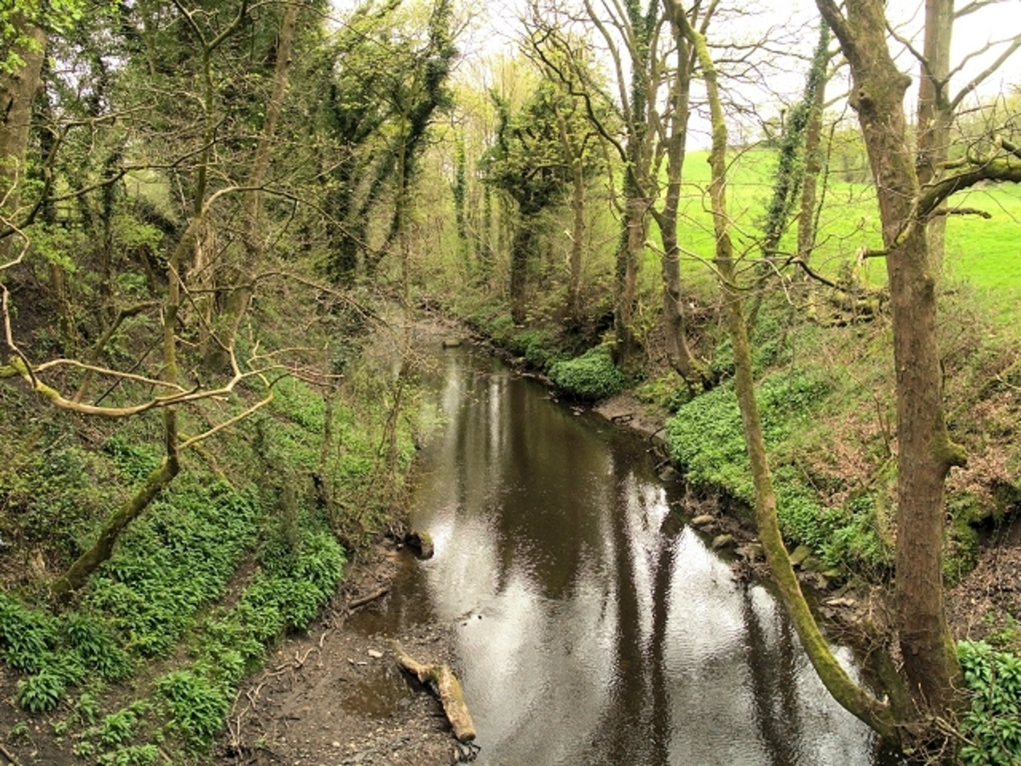 An image depicting the trail Yarrow Valley Country Park and its surrounding area.