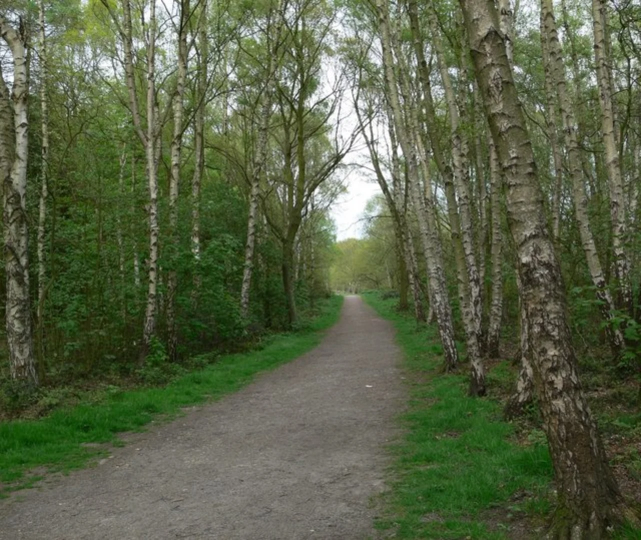 An image depicting the trail Beacon Hill and Plantation Loop and its surrounding area.