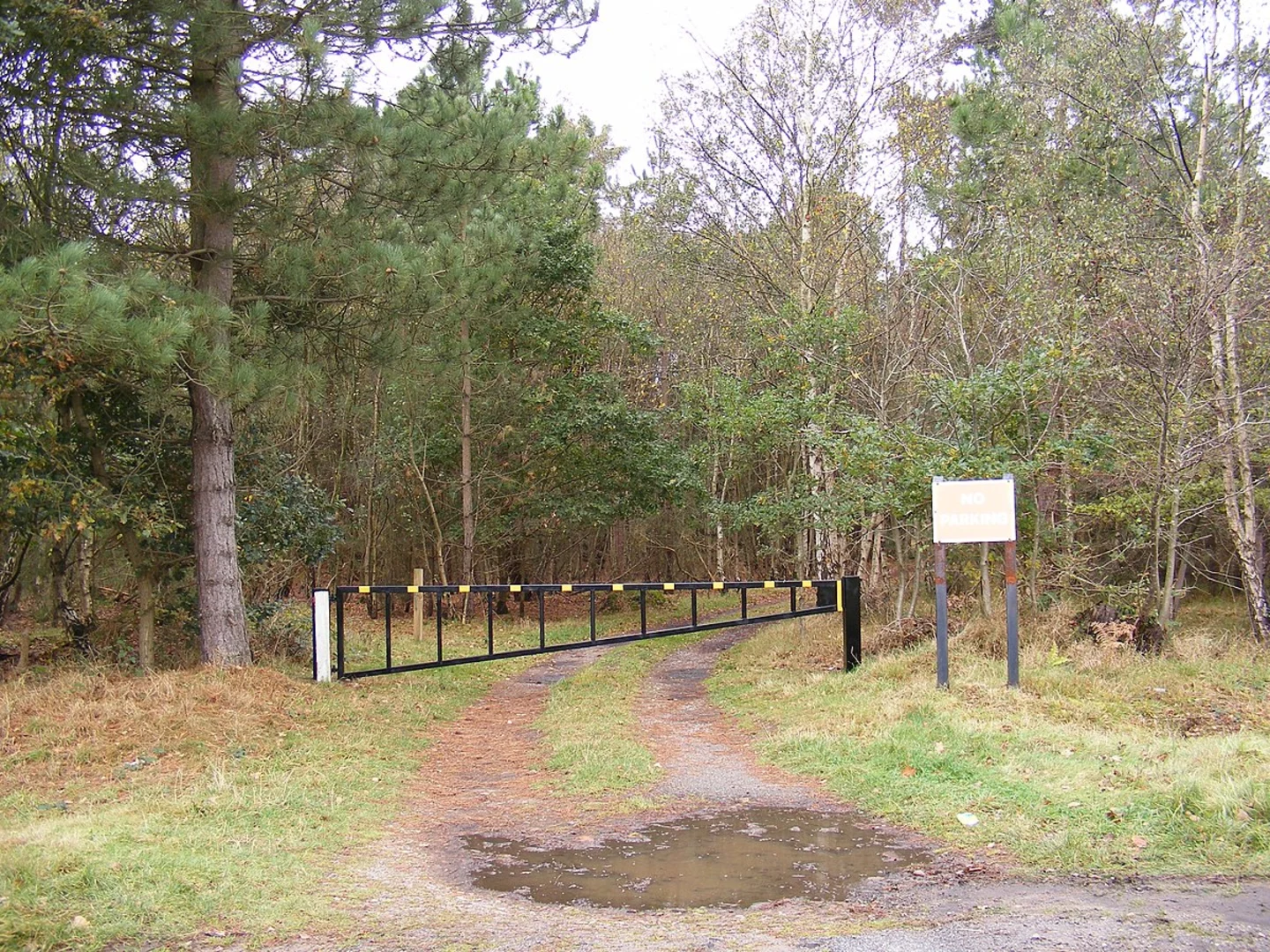 An image depicting the trail Tunstall Forest Short Loop and its surrounding area.
