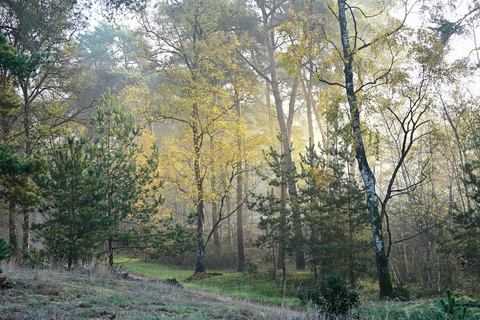 De kolonies and De Holle Witrijt Loop
