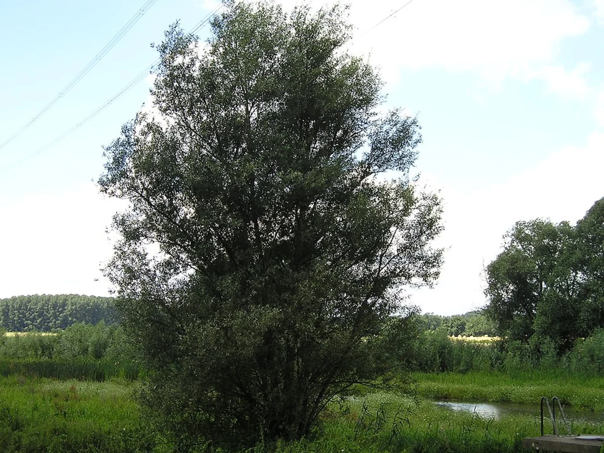 Baumberger Aue Rundweg and Duesseldorfer Weg Loop