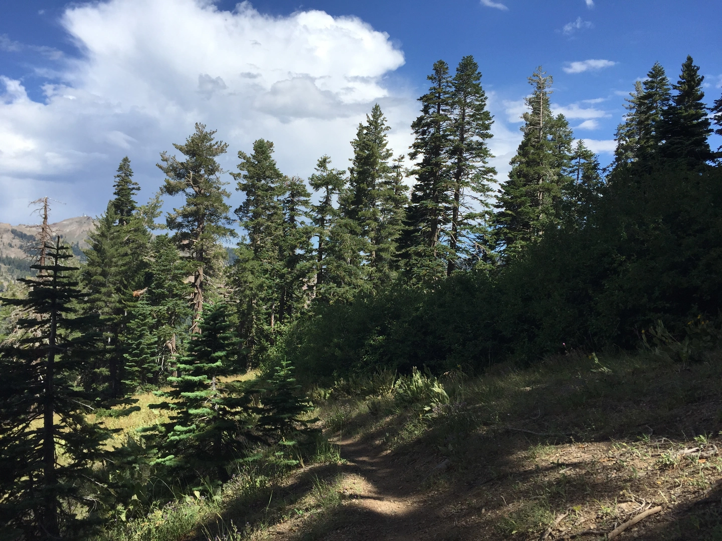 An image depicting the trail Tahoe Rim Trail from Barker Pass to Ward Creek Boulevard and its surrounding area.