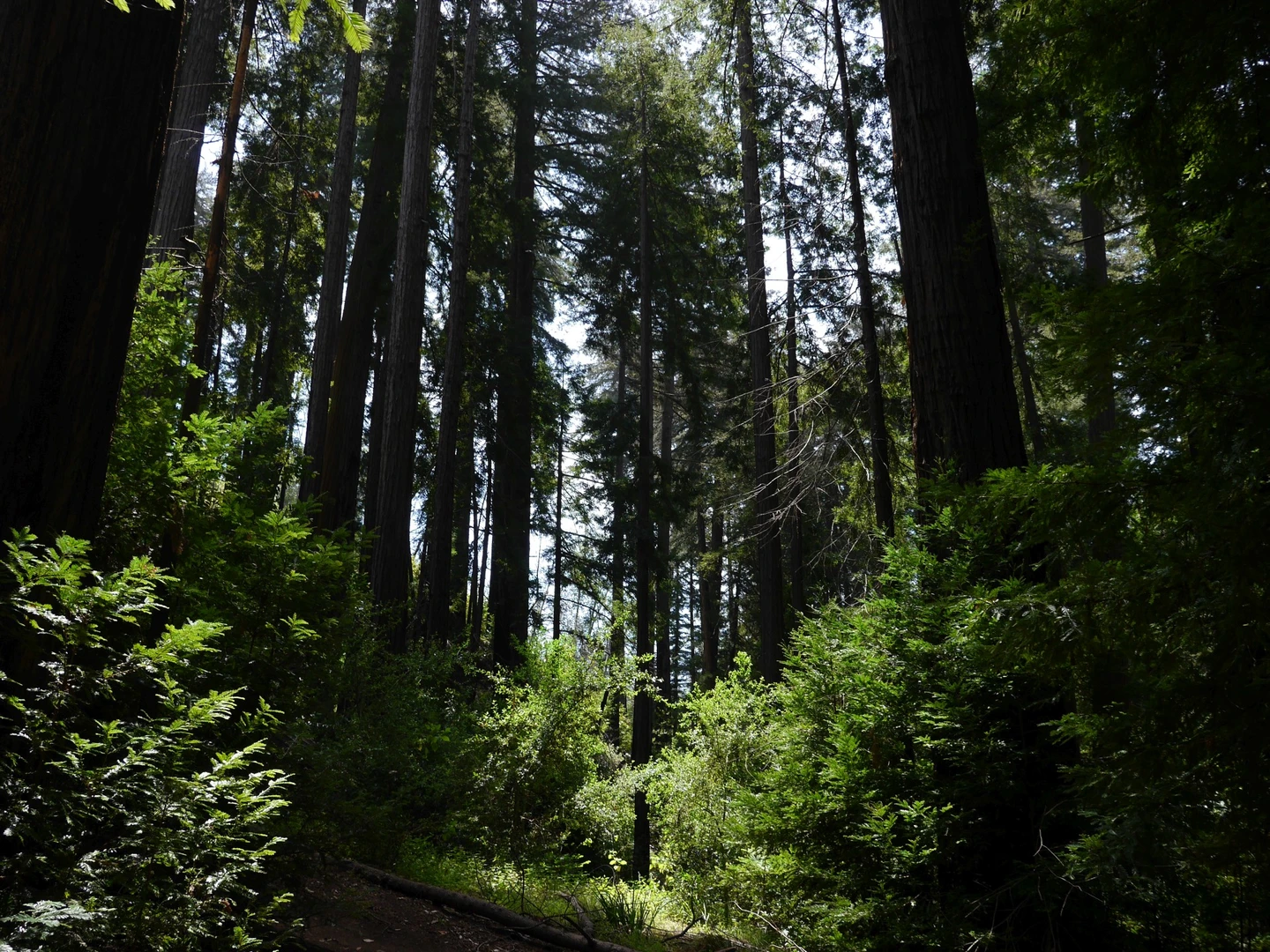 An image depicting the trail Redwood Grove and Nature Loop Trail and its surrounding area.