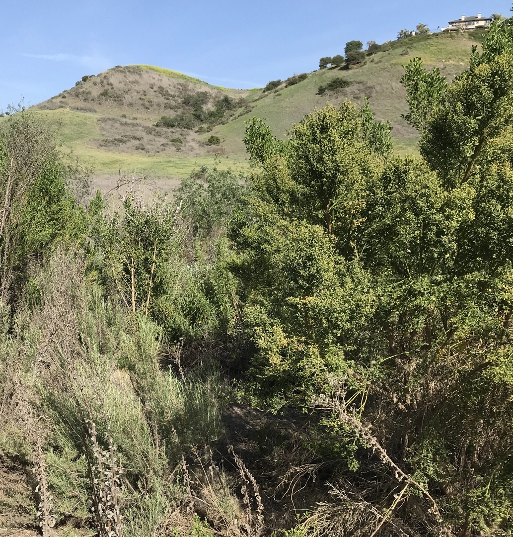 An image depicting the trail Wood Creek and its surrounding area.