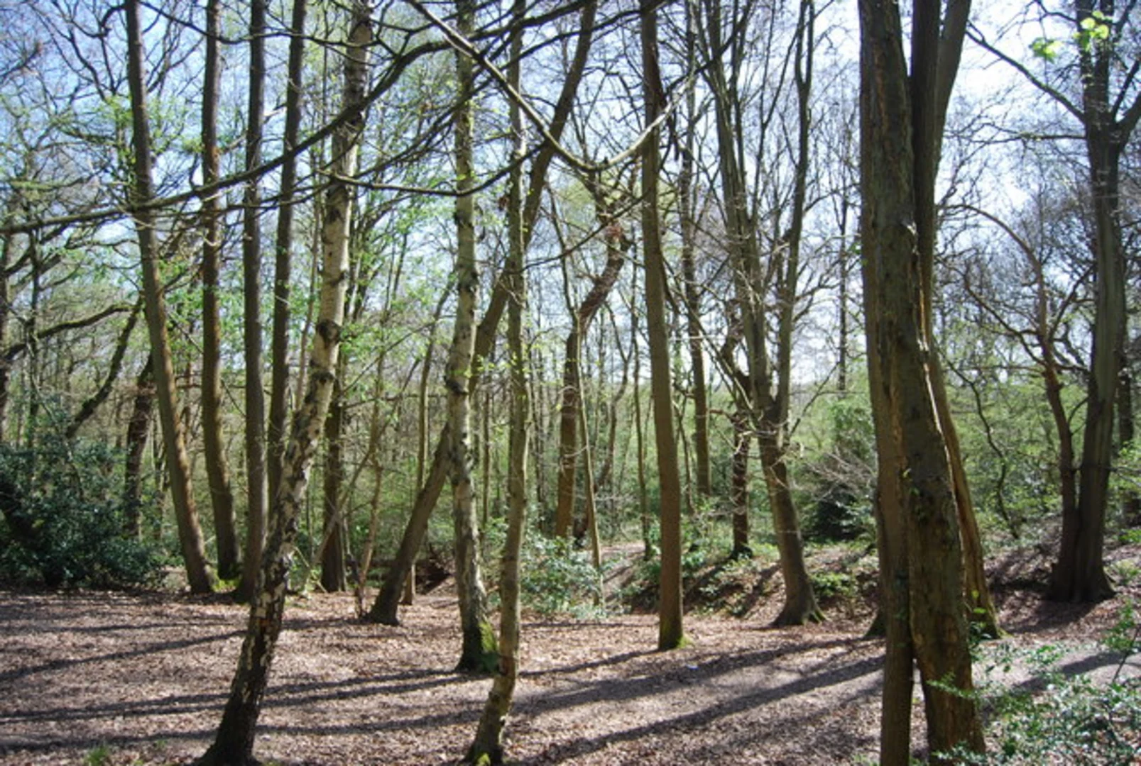 An image depicting the trail Spring Park and Threehalfpenny Wood Loop and its surrounding area.