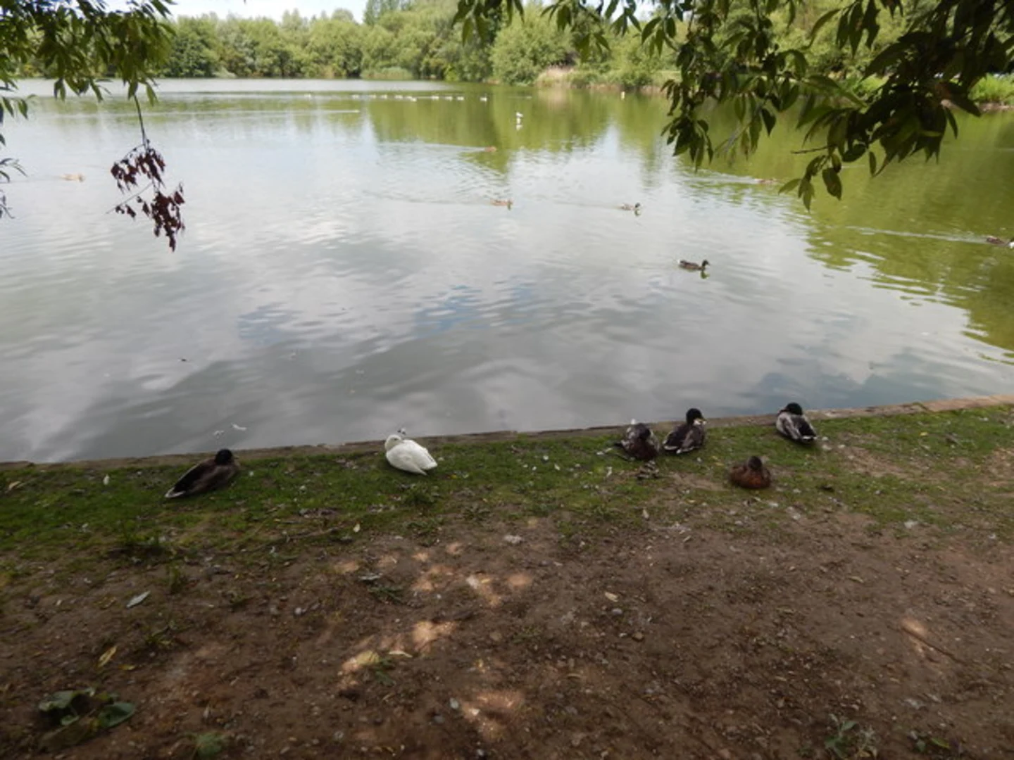 An image depicting the trail Needham Lake Loop and its surrounding area.