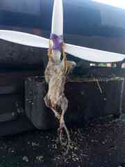 Tarran Yanick avatar