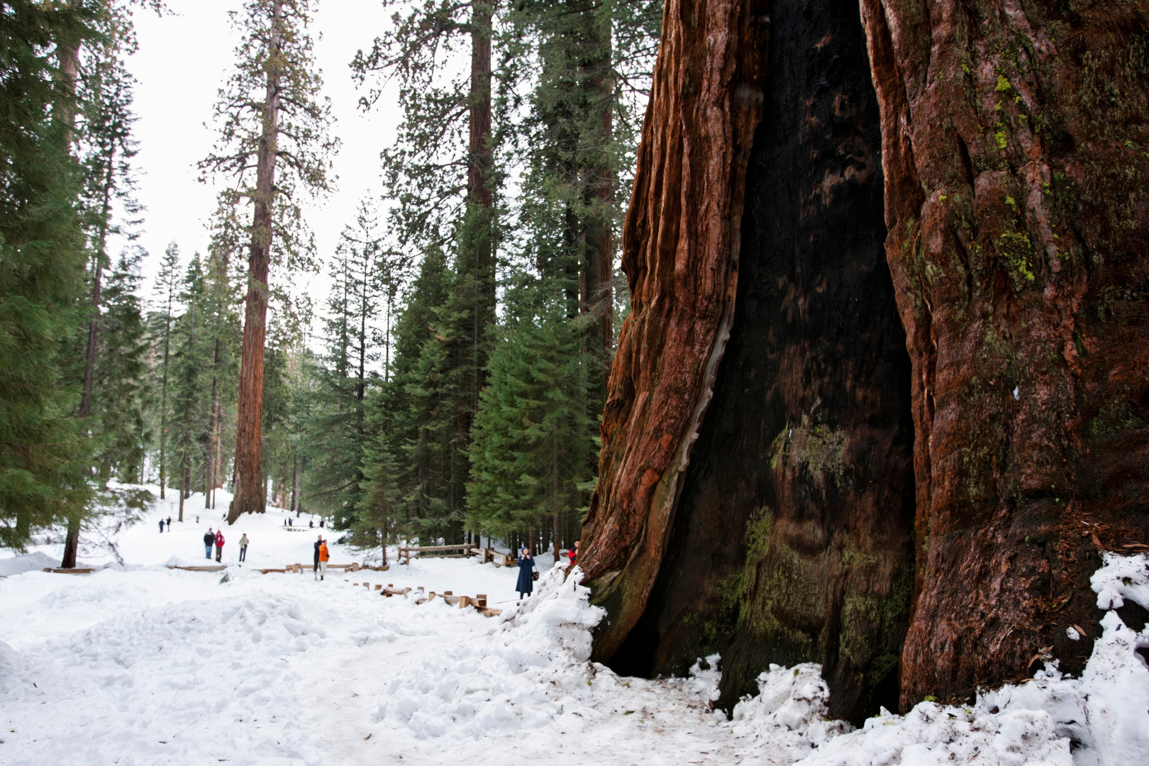 An image depicting the trail Rimrock Trail and Sherman Tree Trail and its surrounding area.