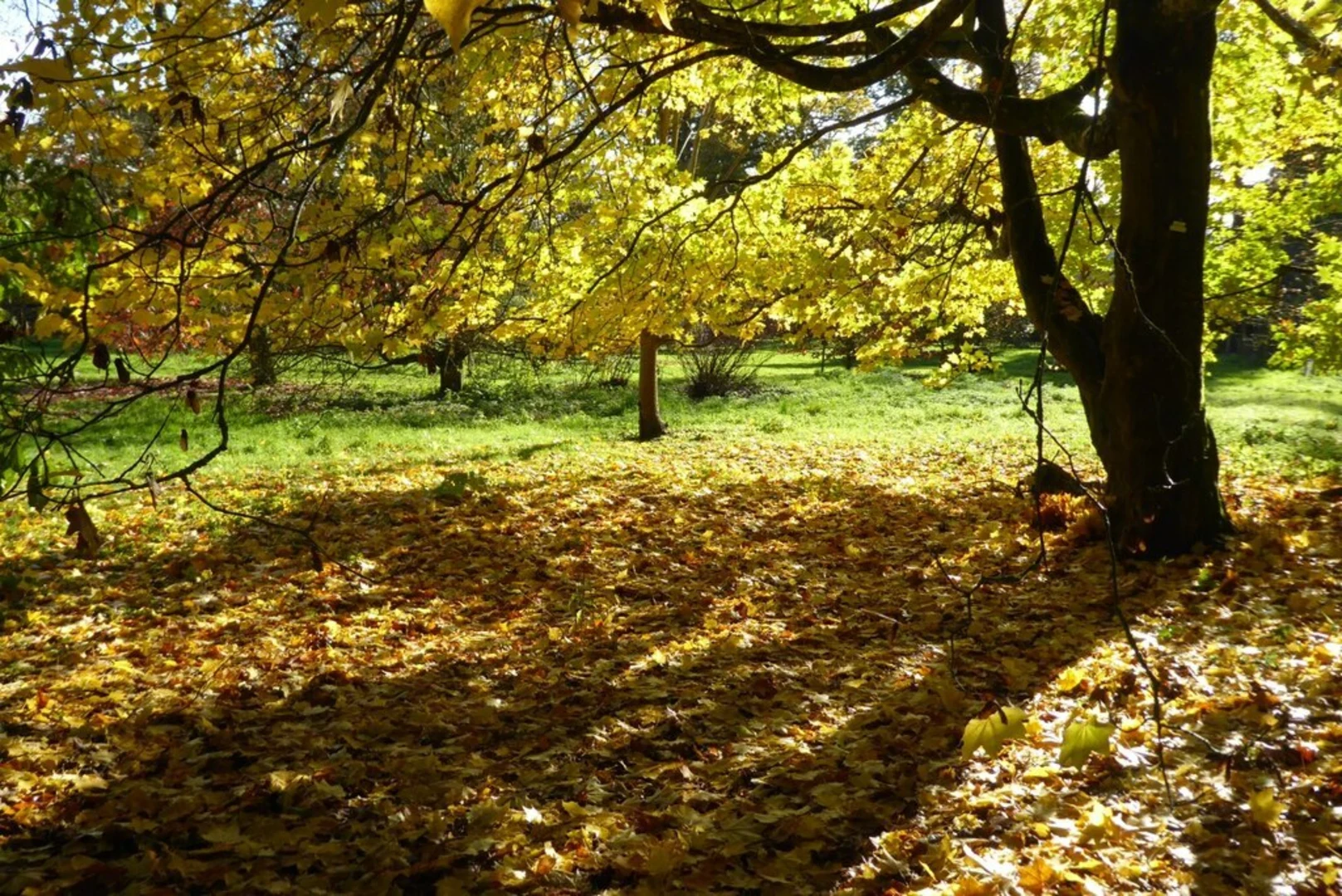 An image depicting the trail Batsford Arboretum Loop and its surrounding area.