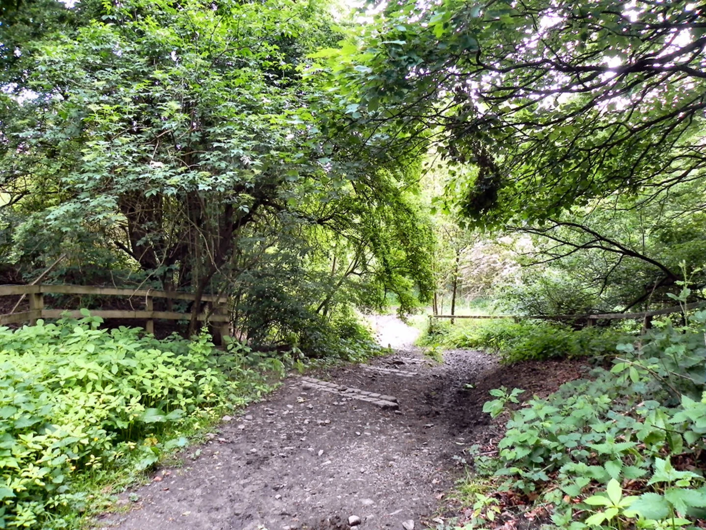 An image depicting the trail Hurst Wood Loop Walk and its surrounding area.