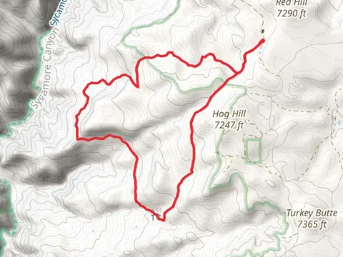 Hog Hill and Dorsey Spring Trail
