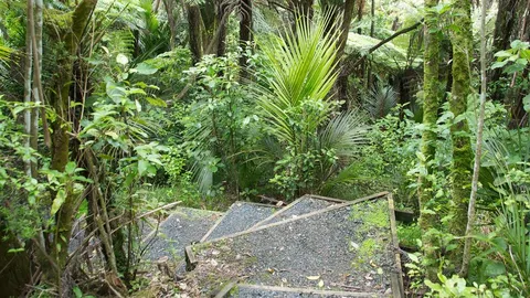 Moirs Hill Walkway - Waterfall Track