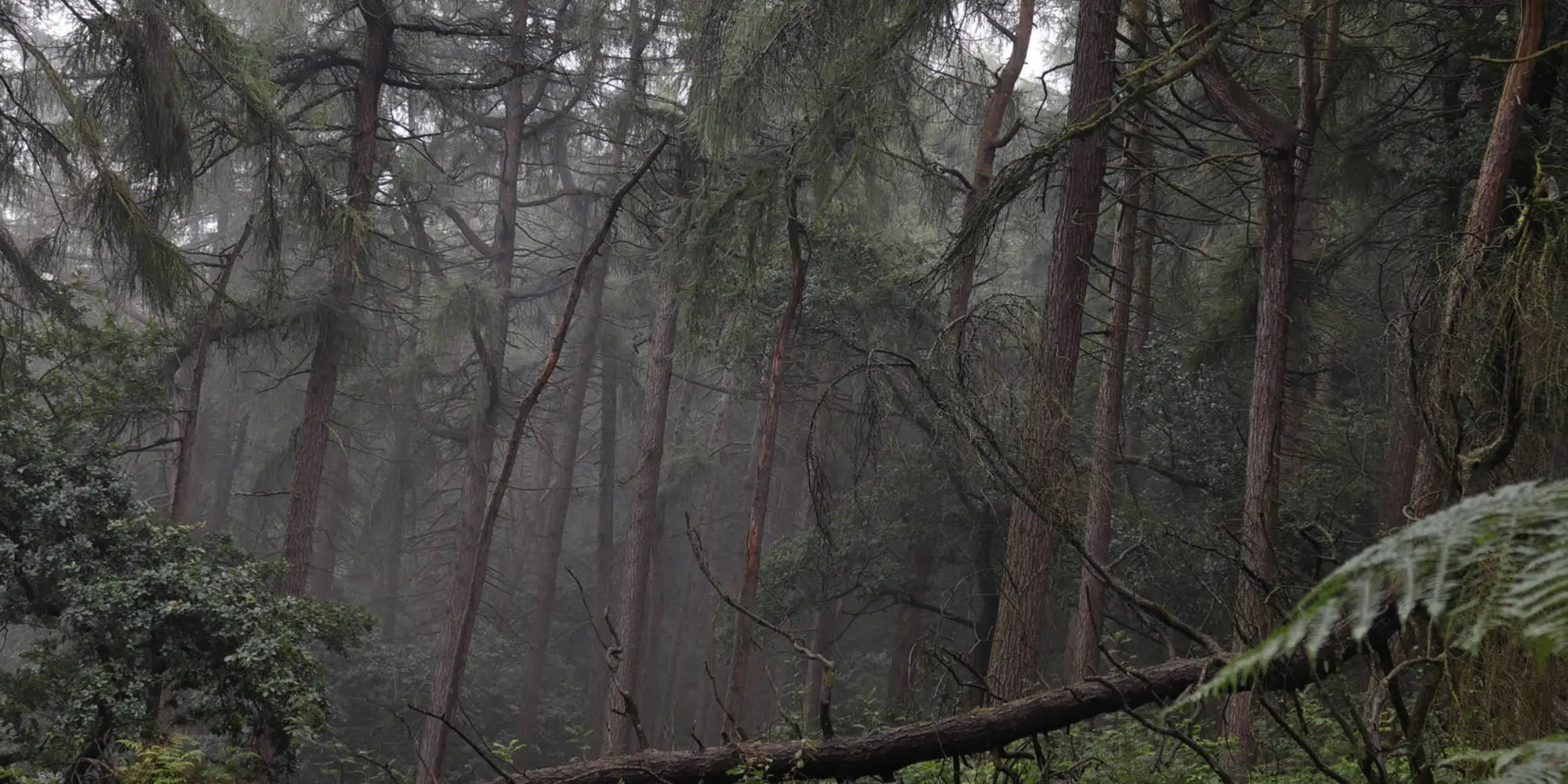 An image depicting the trail Hawk's Nest - Goldstitch Moss and Lud's Church and its surrounding area.
