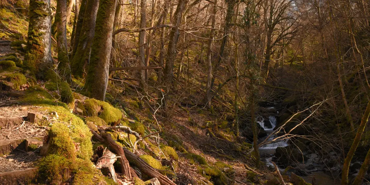 Torrent Walk - Dolgellau