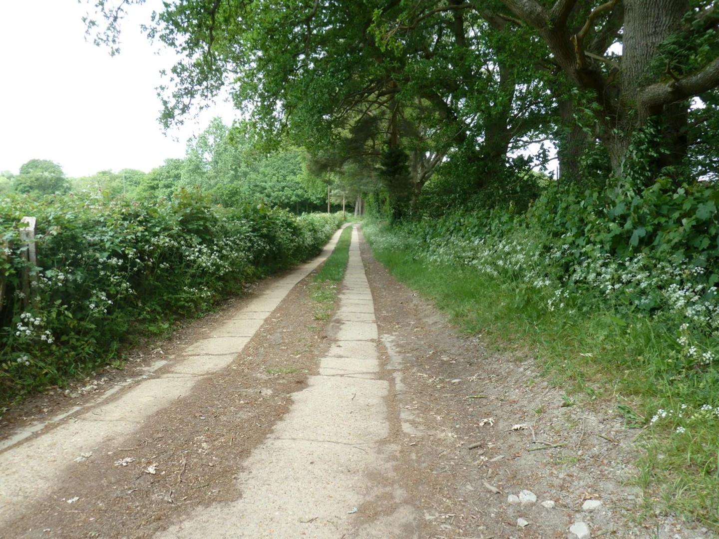 An image depicting the trail Beech Hurst and Bellowsnose Wood and its surrounding area.