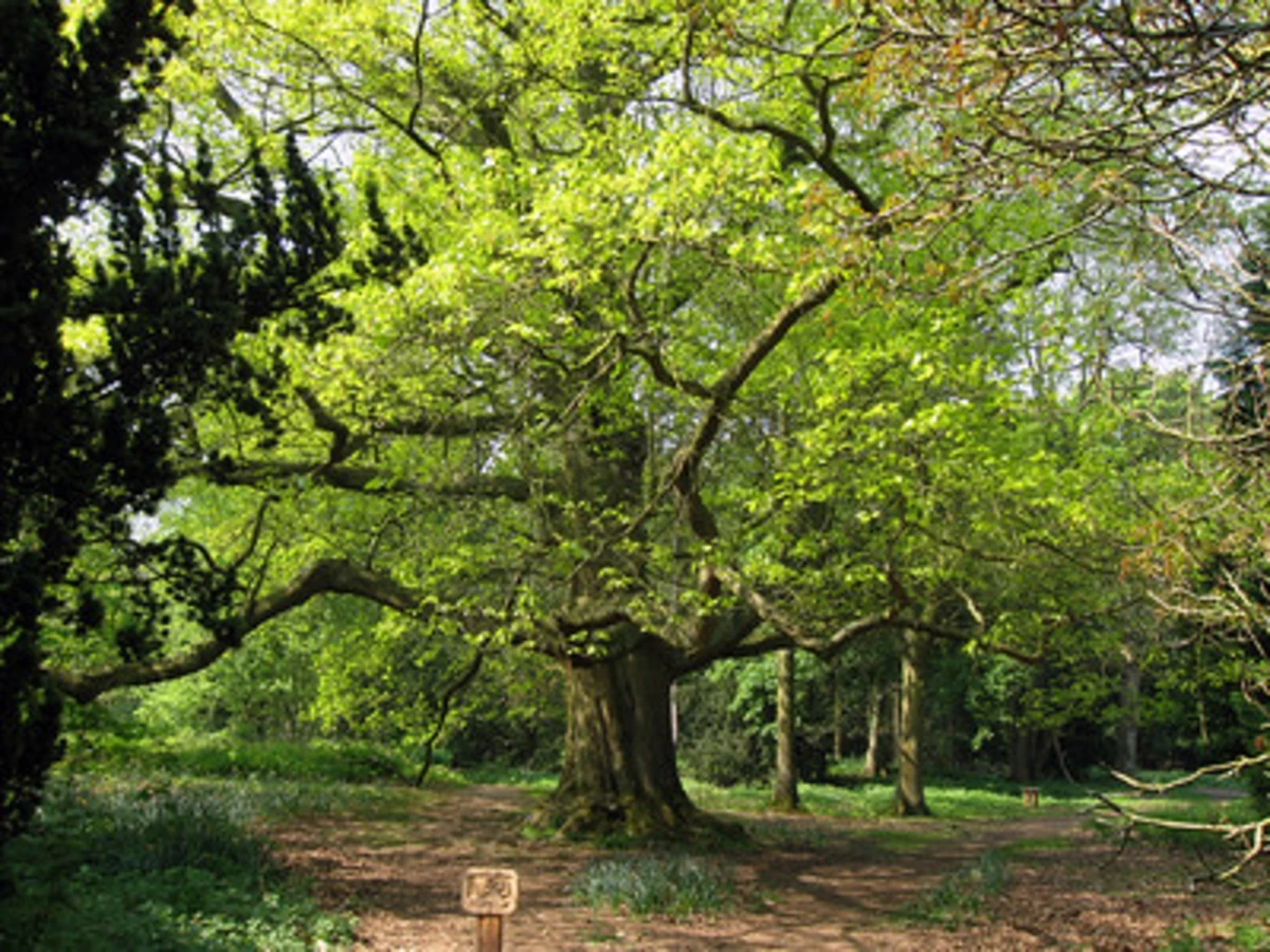 Apley Woods and Pool Loop