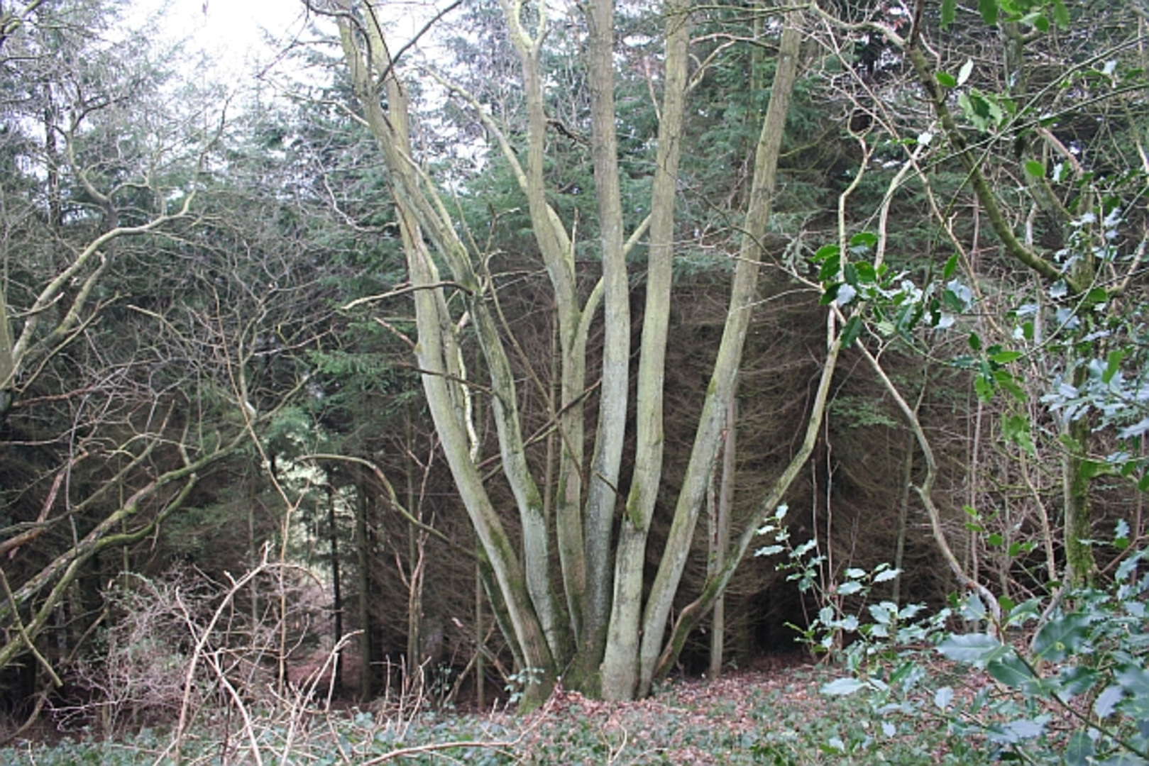 An image depicting the trail Frith Wood, Watendlath Tarn and Great Bay Loop and its surrounding area.