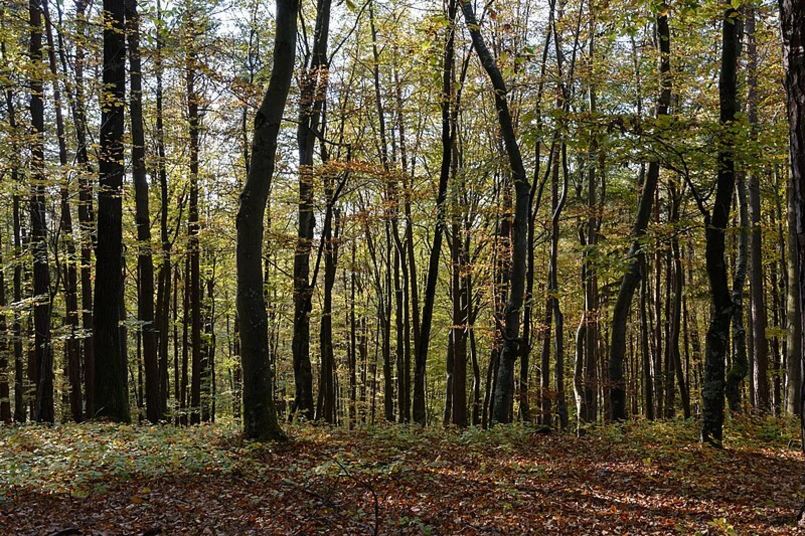 An image depicting the trail Kreuz and Querpfad - Kurze Variante and its surrounding area.