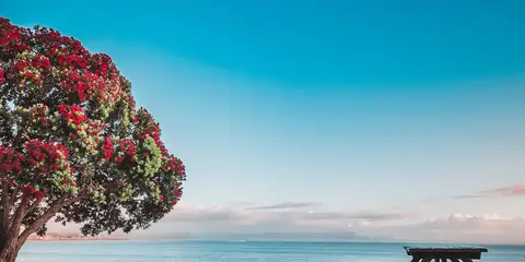 An image depicting the trail Opua to Paihia Coastal Walkway and its surrounding area.