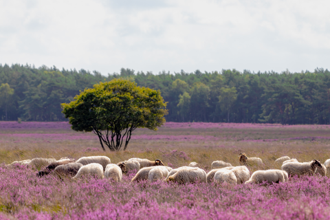 Bussumerheide and Westerheide via Zuiderheide and Eemnesser Weg