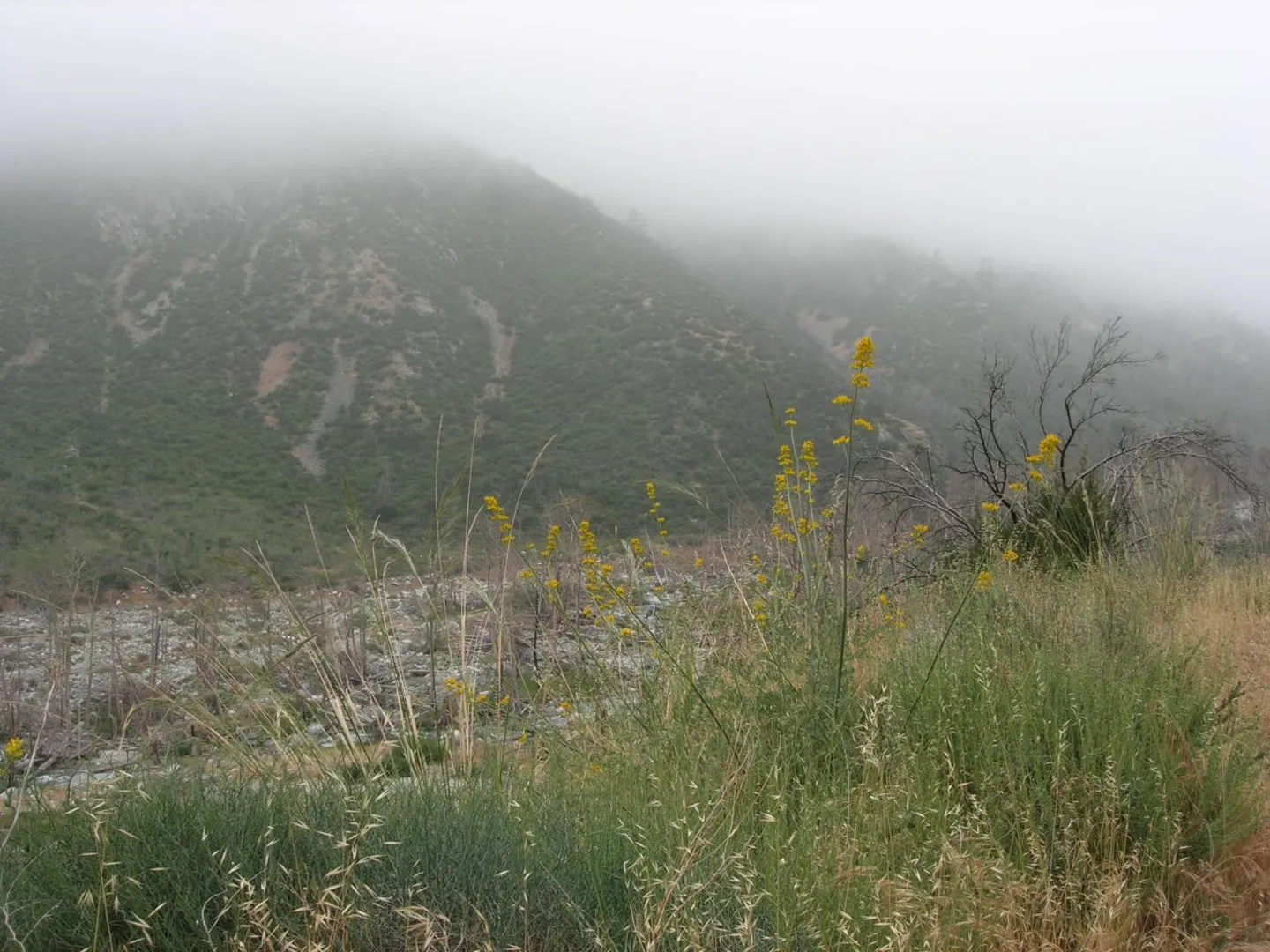 An image depicting the trail Third Stream Crossing via Middle Fork Trail and its surrounding area.