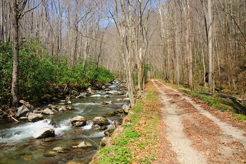 An image depicting the trail Bradley Fork and Chasteen Creek Loop Trail and its surrounding area.