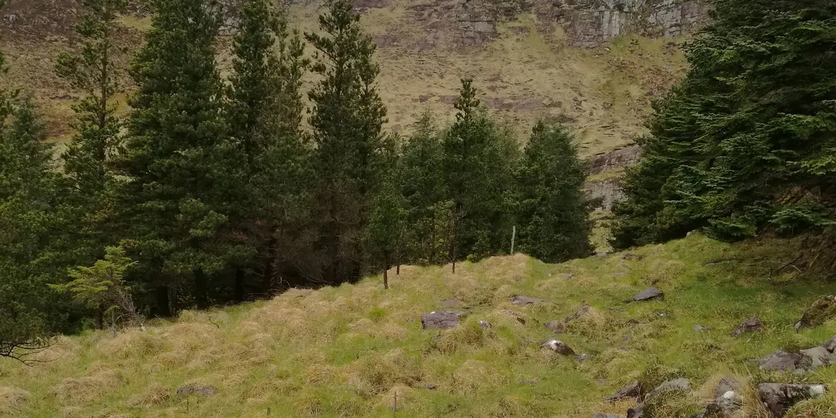 Gleanteenassig Wood Loop