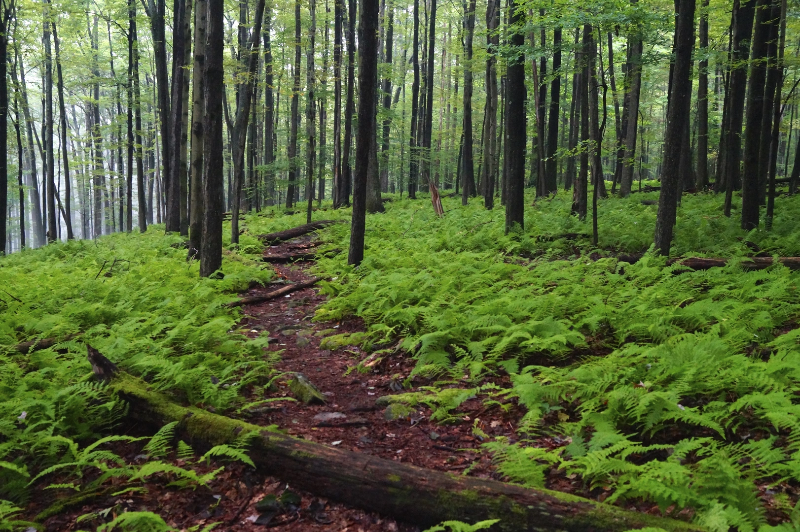 An image depicting the trail Hickory Creek Loop Trail and its surrounding area.