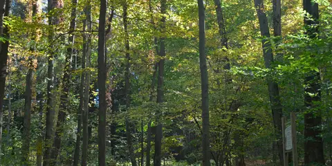 An image depicting the trail Black Forest Trail and its surrounding area.