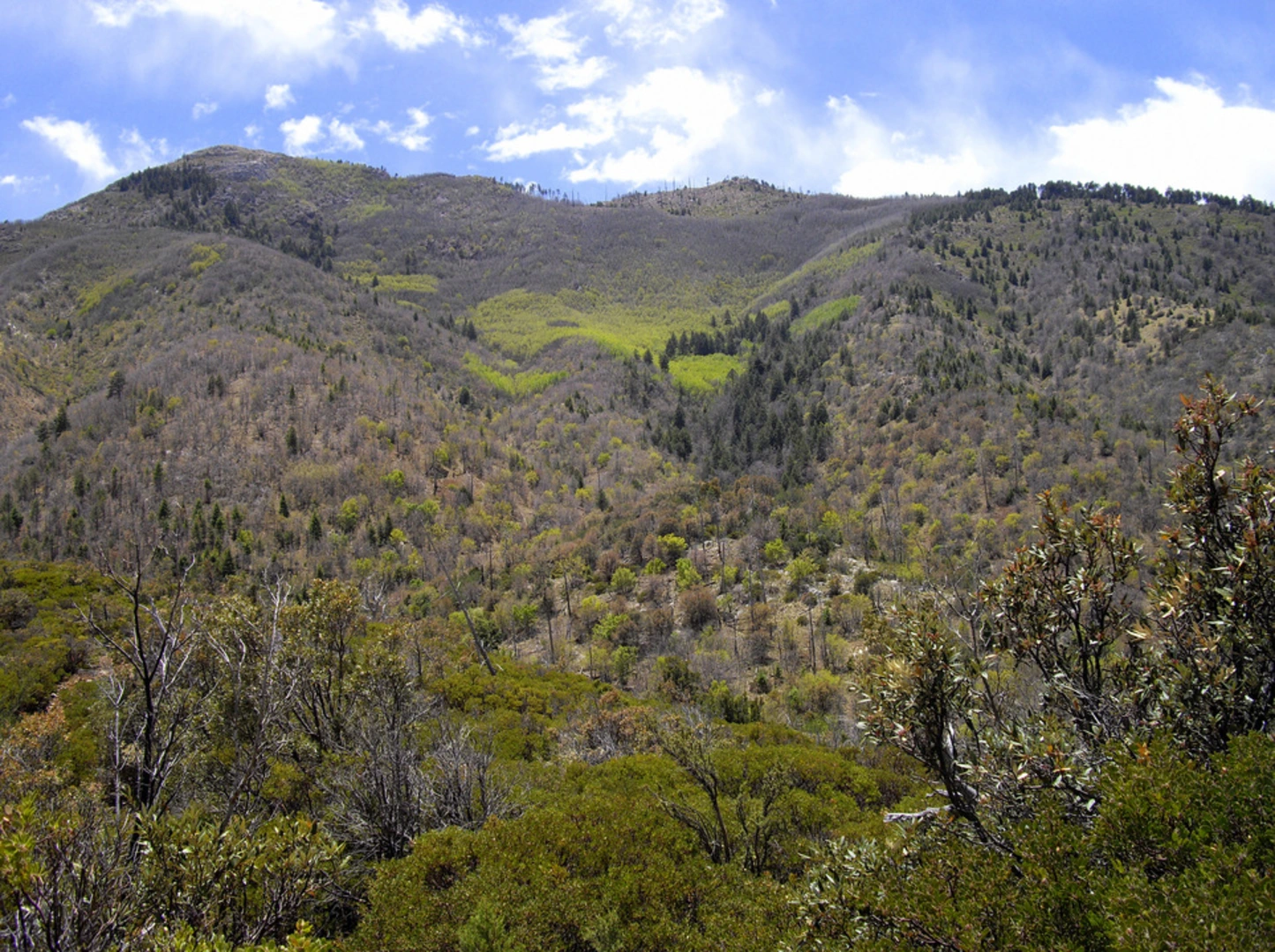 An image depicting the trail Pat Scott Canyon via Comfort Spring Trail and its surrounding area.