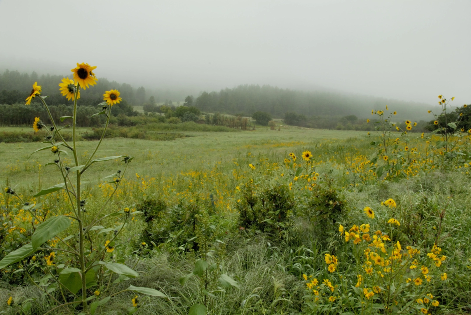 An image depicting the trail West Peak Trail and its surrounding area.