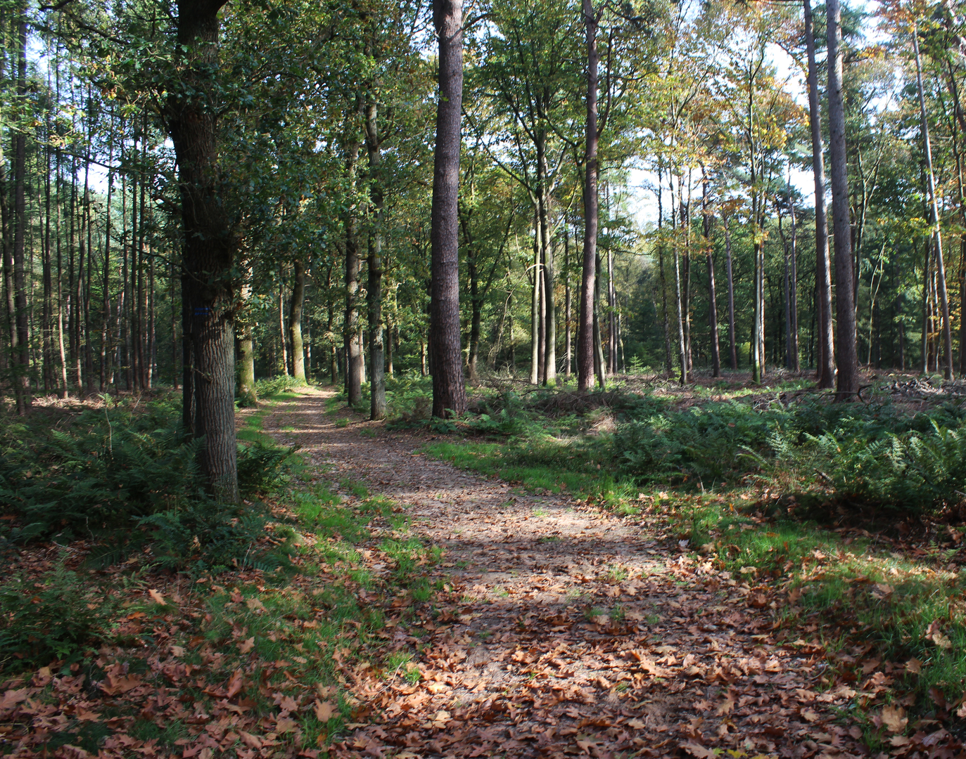 An image depicting the trail Hoog Zand and Ruiterberg Loop and its surrounding area.