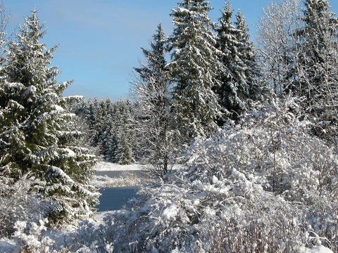 An image depicting the trail Tree Farm Trail and its surrounding area.
