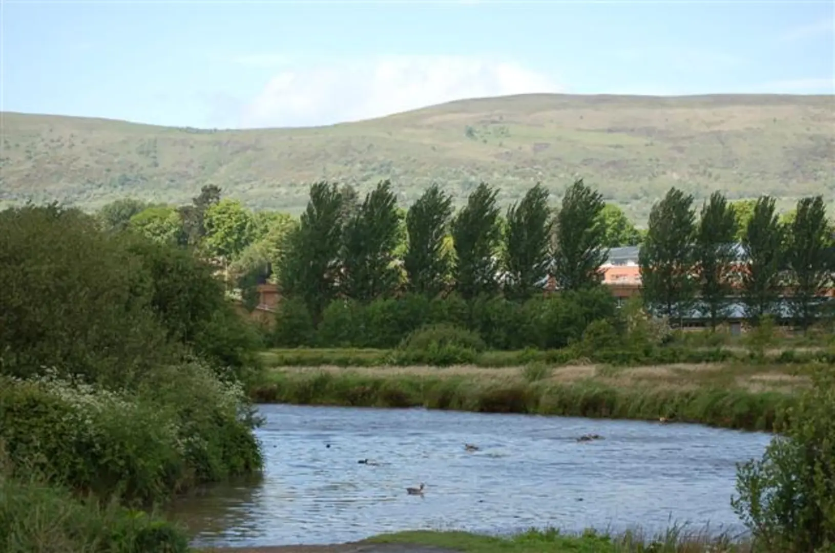 An image depicting the trail Bog Meadows and its surrounding area.
