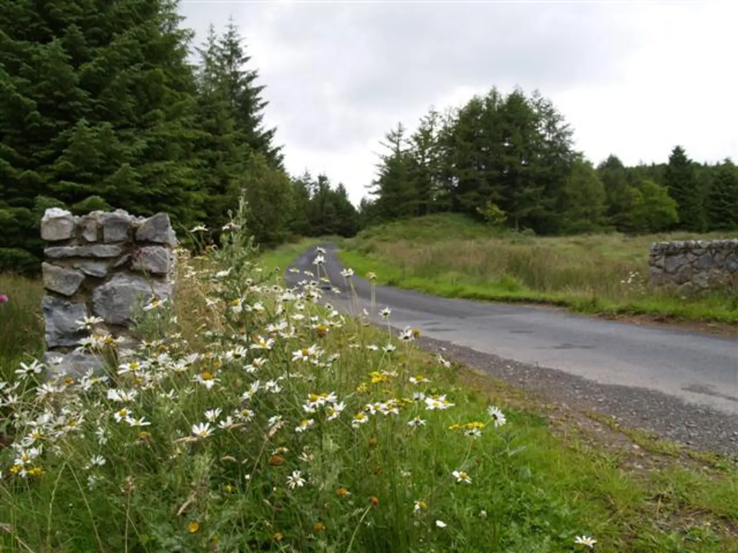 An image depicting the trail Davagh Forest and its surrounding area.