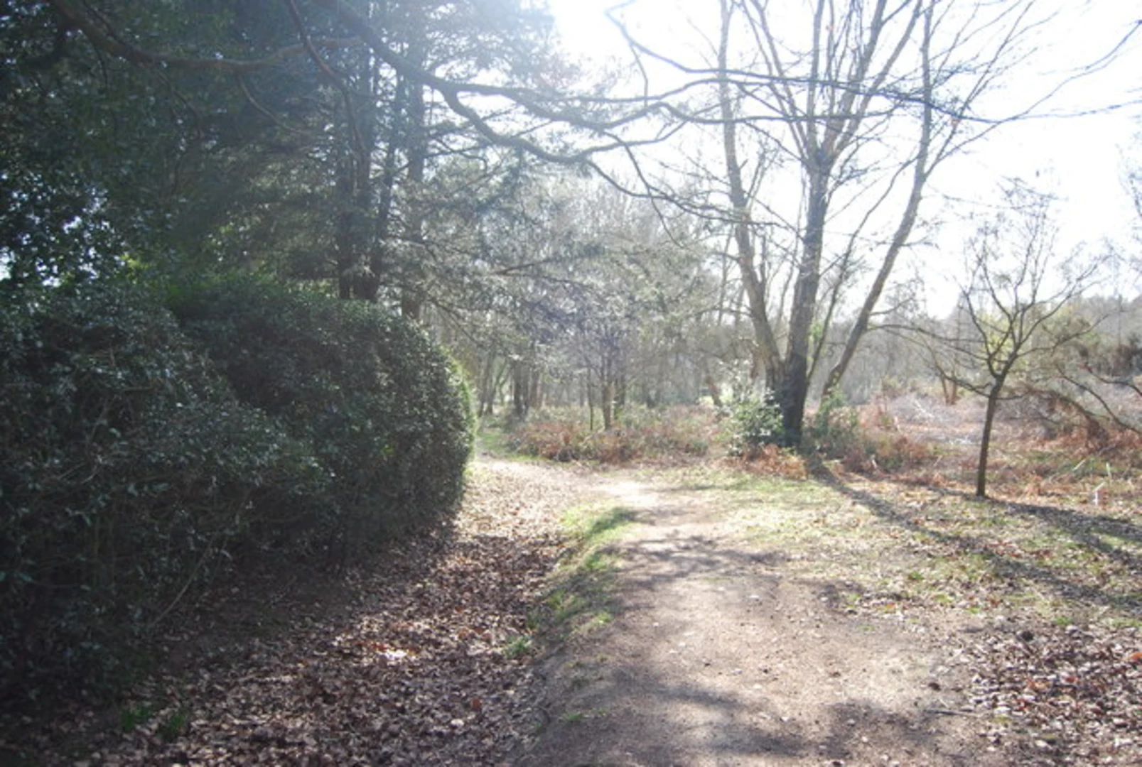 An image depicting the trail Fairwarp Loop and its surrounding area.